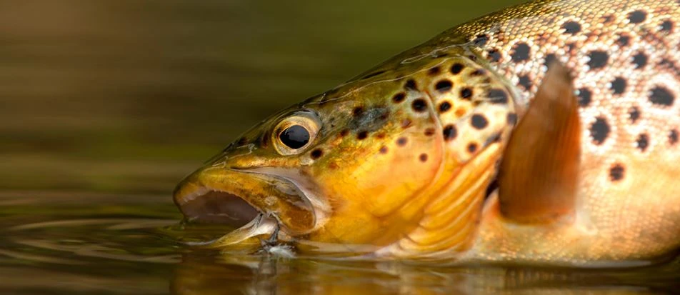 Ahrex FW571 Dry Long Barbless 6 Ahrex FW571 Dry Long Barbless - Afbeelding 4