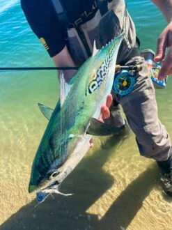 Cortland Cold Salt Striped Bass Fly Line -VisVaardig Winkel Cortland Cold Salt Striped Bass Fly Line CORTCOLDSALTLINE XXX albieweb 1100x