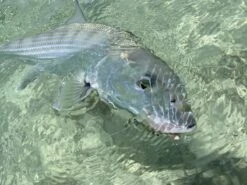 Cortland Liquid Crystal Flats Taper Floating Fly Line -VisVaardig Winkel Cortland liquid Crystal Flats Taper Fly Line D340032 XX flatst3 1200x