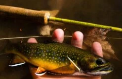 Douglas Upstream Fly Rod -VisVaardig Winkel Douglas Upstream Fly Rod NFD607 XXX 2schermafbeelding 2023 01 11 om 11.50