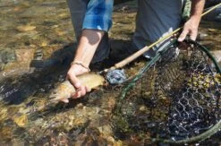 Douglas Upstream Plus Fly Rod -VisVaardig Winkel Douglas Upstream Plus Fly Rod NFD615 XXX 2schermafbeelding 2023 01 11 om 11.47