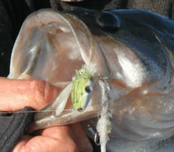 Fish Skull Articulated Shank -VisVaardig Winkel Fish Skull Articulated Shank D2304002 X shanks 4